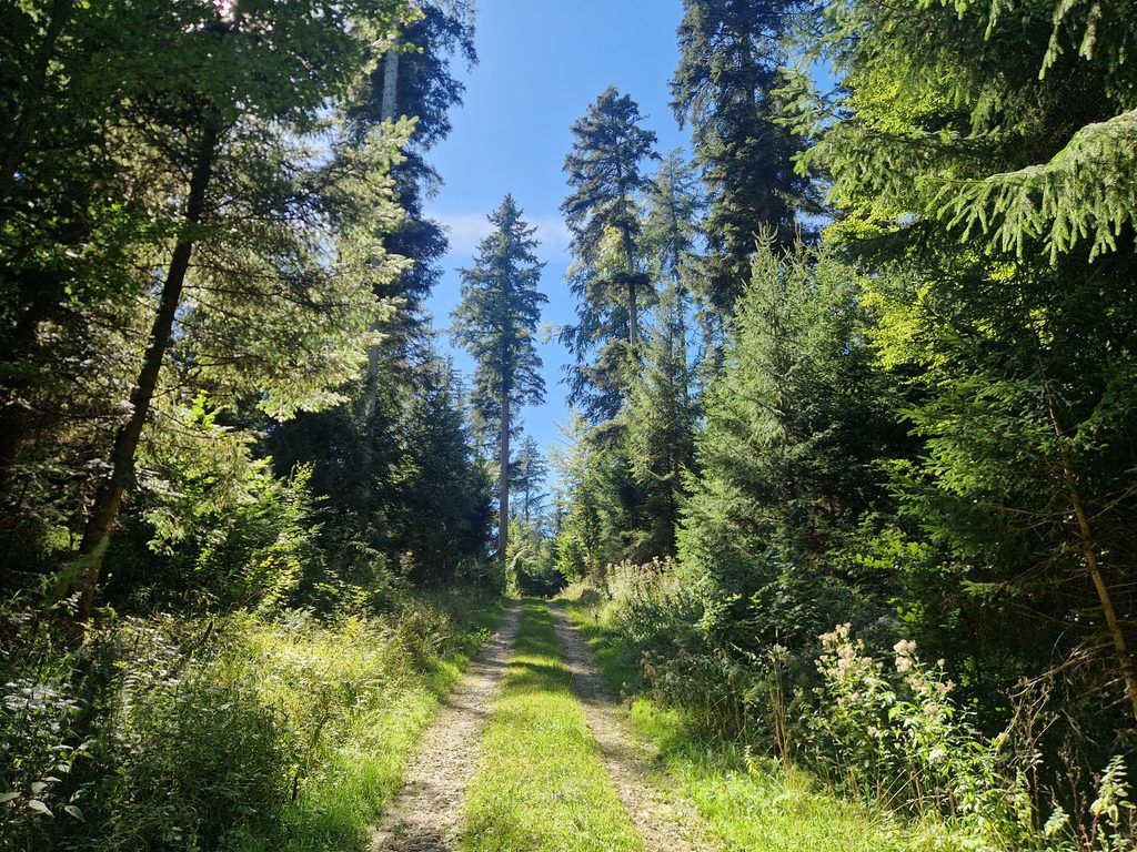 Waldweg im Remstal